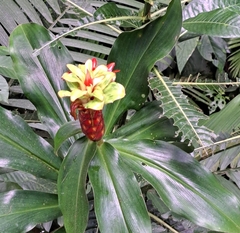 Costus pulverulentus