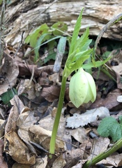 Helleborus
