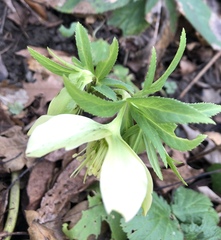 Helleborus viridis