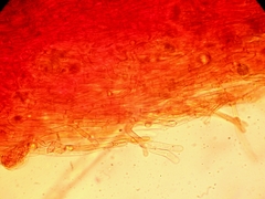 Arrhenia rickenii