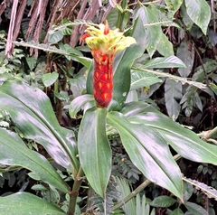 Costus pulverulentus