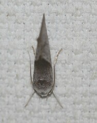 Xylorycta apheles