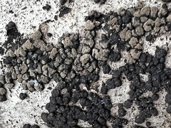 Jackrogersella cohaerens