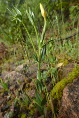 Centaurium maritimum