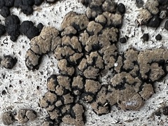 Jackrogersella cohaerens