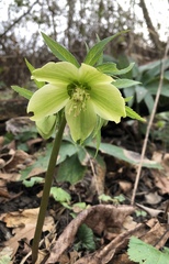 Helleborus viridis