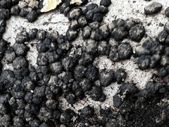 Jackrogersella cohaerens