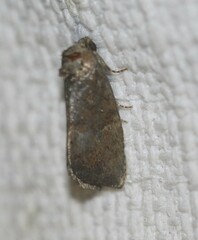 Elusa