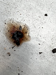 Jackrogersella cohaerens