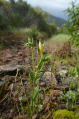 Centaurium maritimum