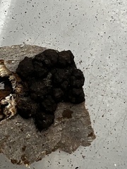 Jackrogersella cohaerens