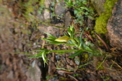Centaurium maritimum