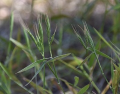 Brachypodium distachyon