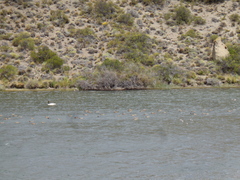 Podiceps occipitalis