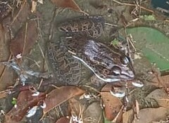 Lithobates brownorum