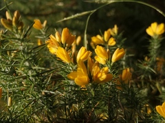 Ulex minor