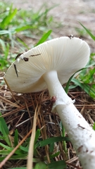 Amanita pantherina