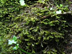Porella arboris-vitae