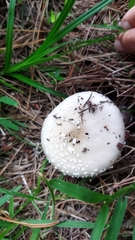 Amanita pantherina