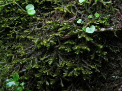 Porella arboris-vitae