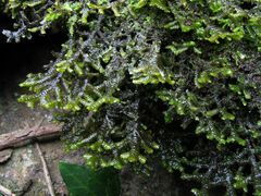 Porella arboris-vitae