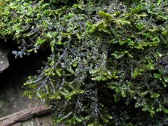 Porella arboris-vitae