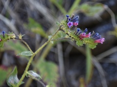 Echium stenosiphon lindbergii