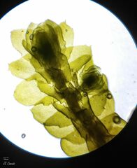 Porella arboris-vitae