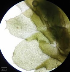 Porella arboris-vitae
