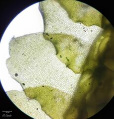 Porella arboris-vitae