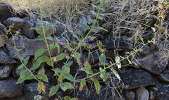Echium stenosiphon lindbergii
