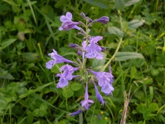 Nepeta sibirica