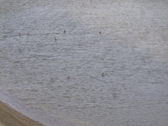 Podiceps occipitalis