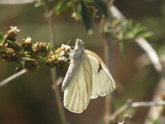 Tatochila