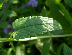 Nepeta sibirica