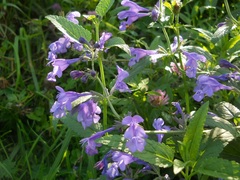 Nepeta sibirica