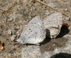 Celastrina lucia