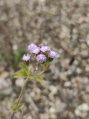 Praxelis clematidea
