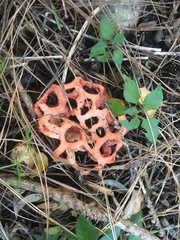 Clathrus ruber
