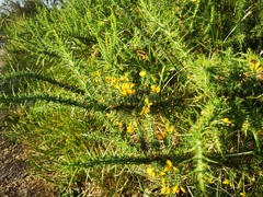 Ulex minor