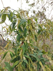 Buddleja asiatica