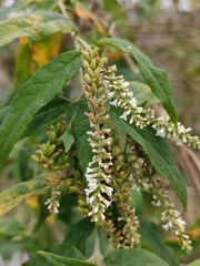 Buddleja asiatica