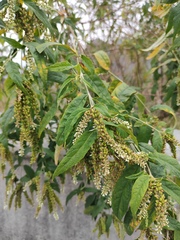 Buddleja asiatica