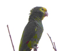 Amazona oratrix