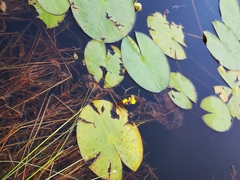 Utricularia australis