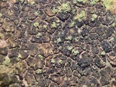 Bacidia fuscoviridis