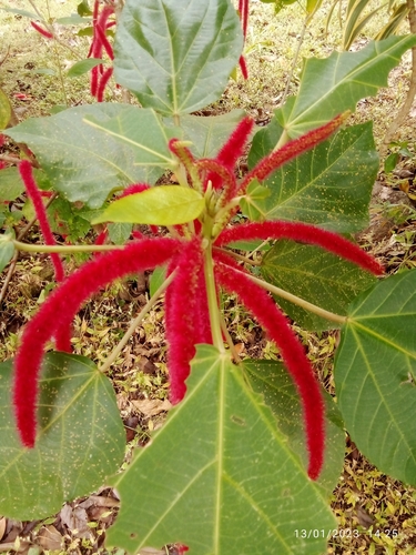 Chenille-plant