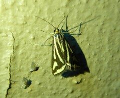 Loxostege venustalis