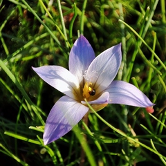 Romulea bulbocodium