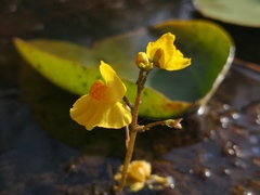 Utricularia australis